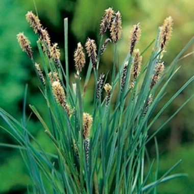 Carex panacea11